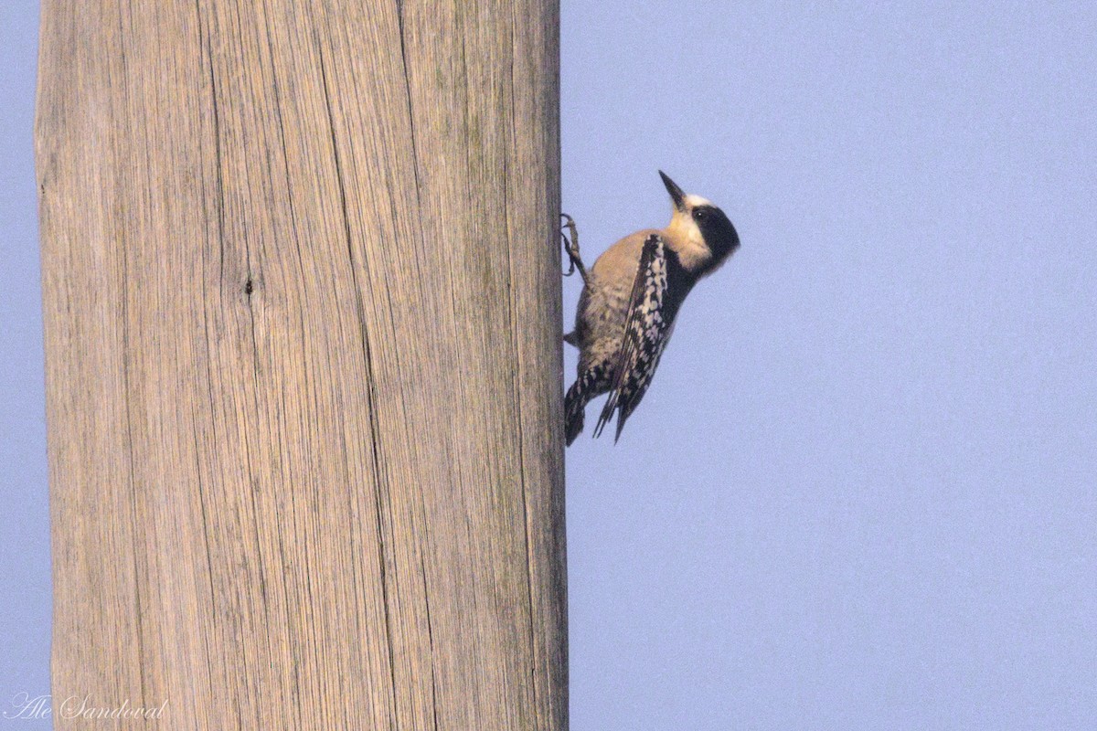 White-fronted Woodpecker - ML638020713