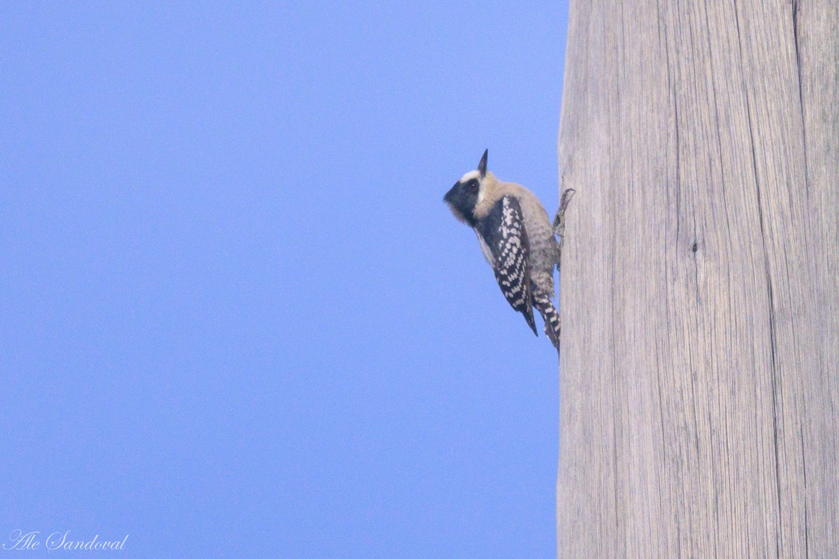 White-fronted Woodpecker - ML638020714