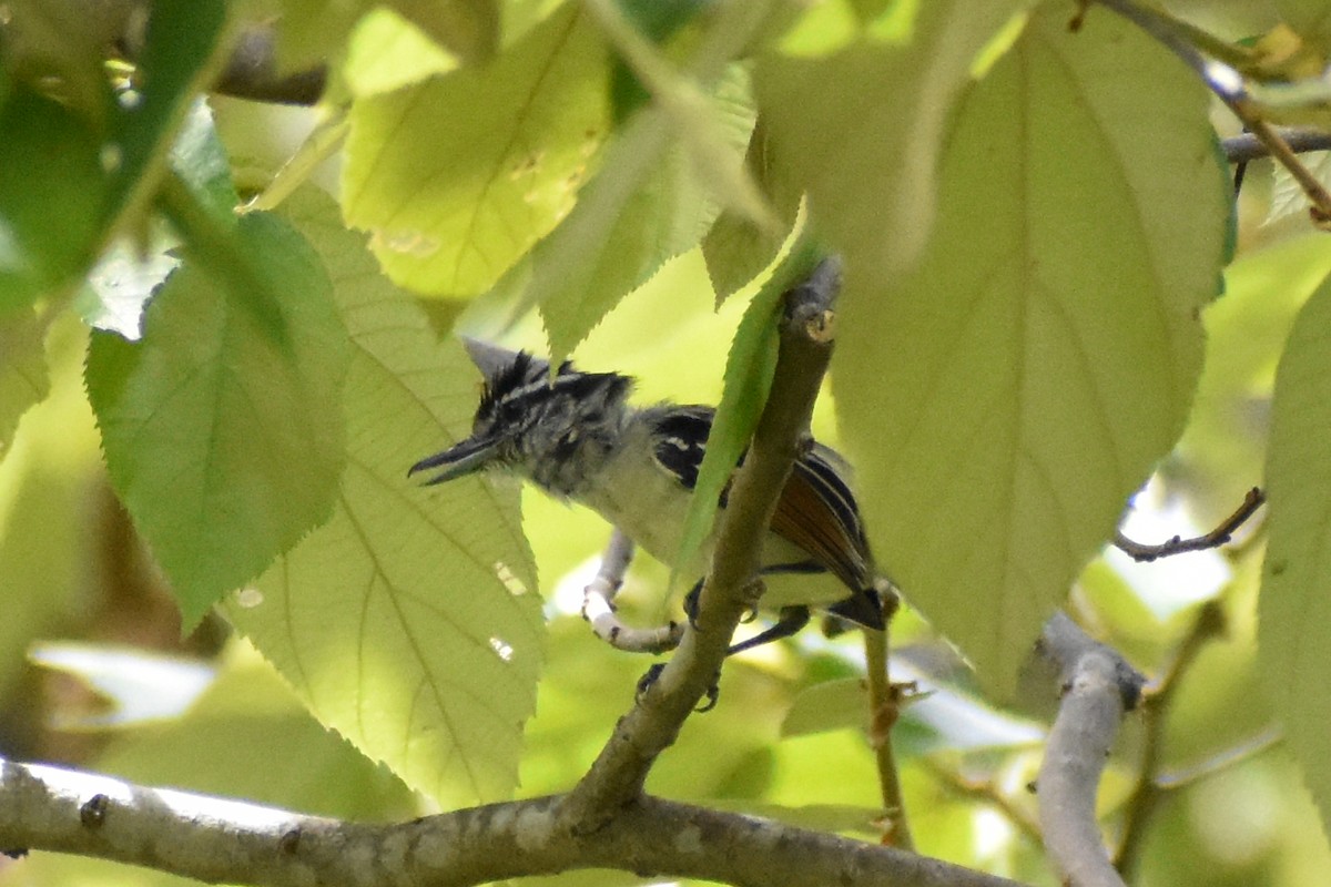Rusty-winged Antwren - ML638020761