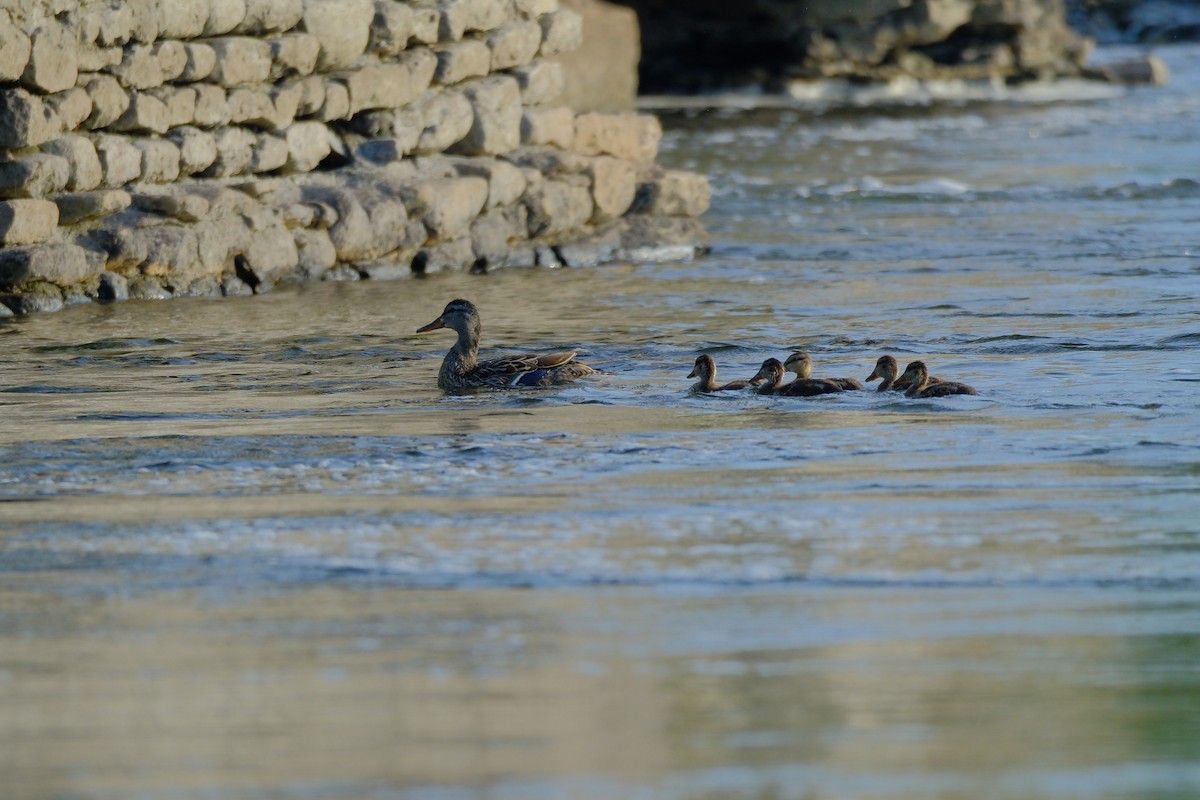 Mallard - ML638020785