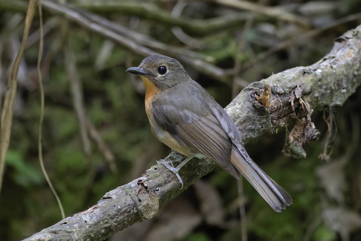 Hill Blue Flycatcher - ML638020787