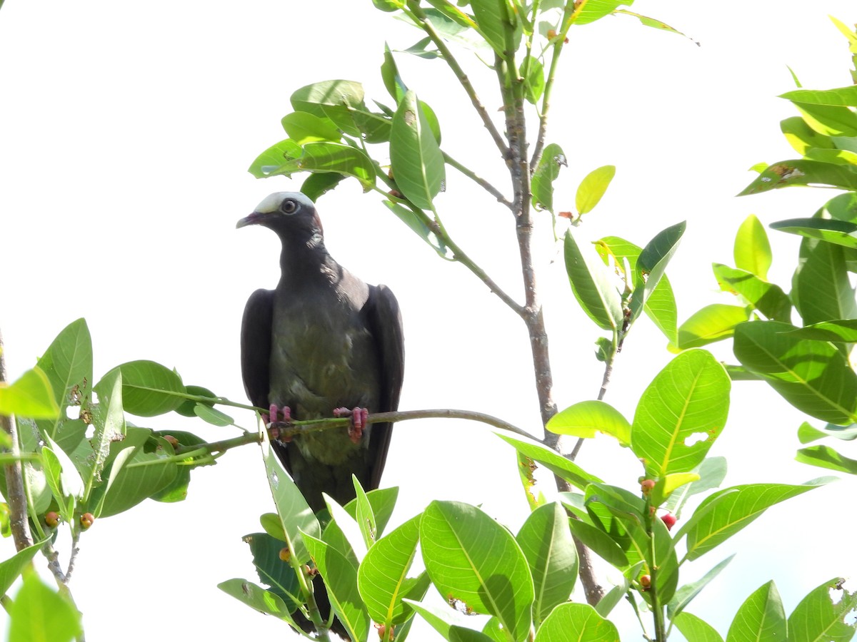 White-crowned Pigeon - ML638020806