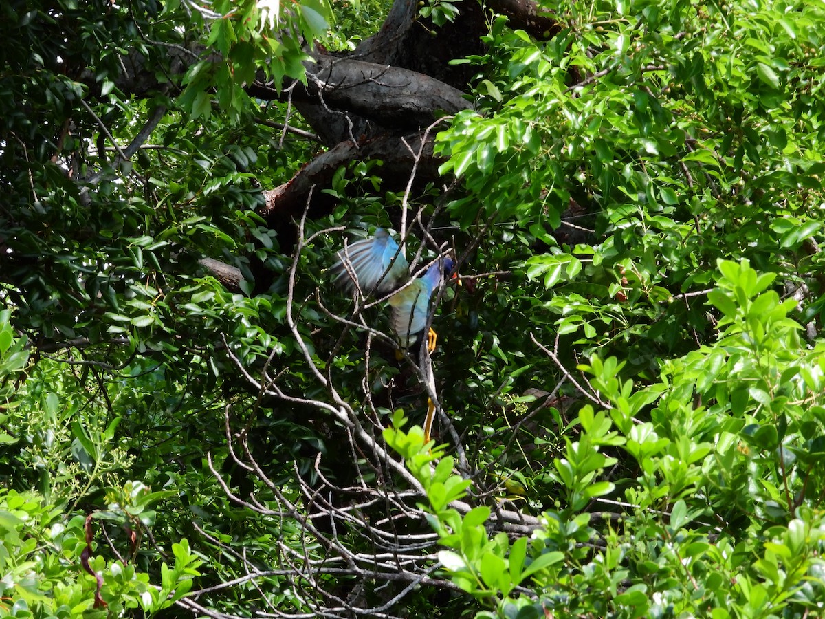 Purple Gallinule - ML638020825
