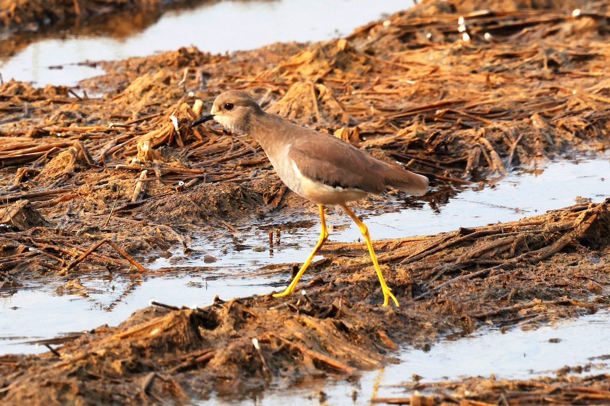 White-tailed Lapwing - ML638020835