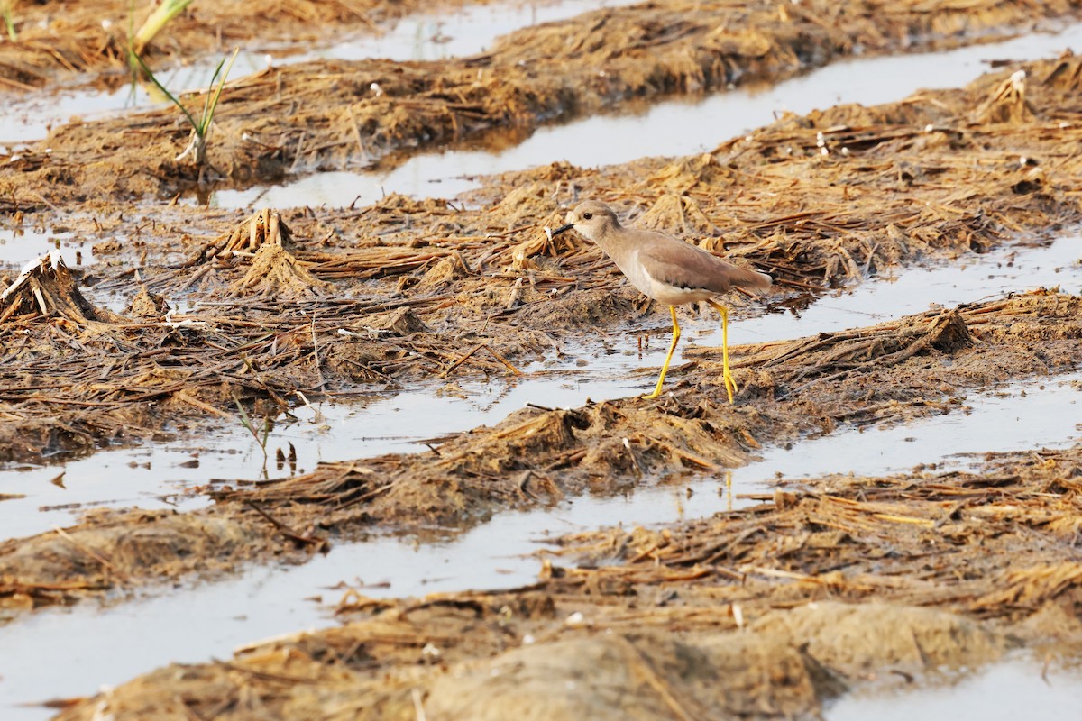 White-tailed Lapwing - ML638020837