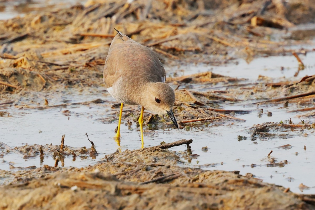 White-tailed Lapwing - ML638020852