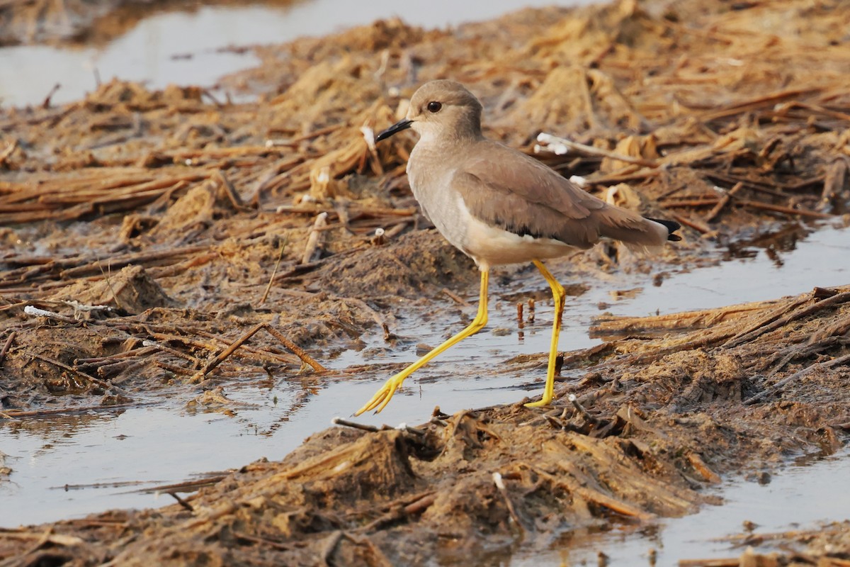 White-tailed Lapwing - ML638020854