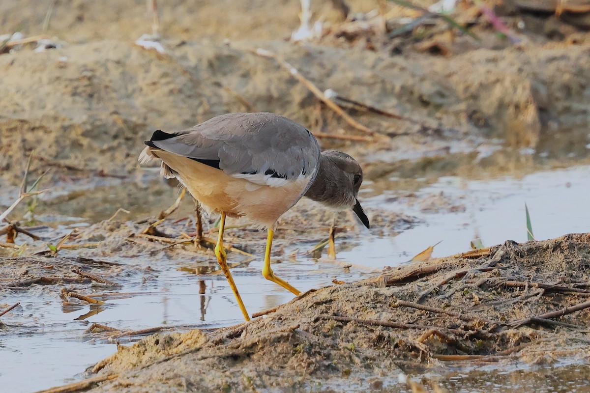 White-tailed Lapwing - ML638020870