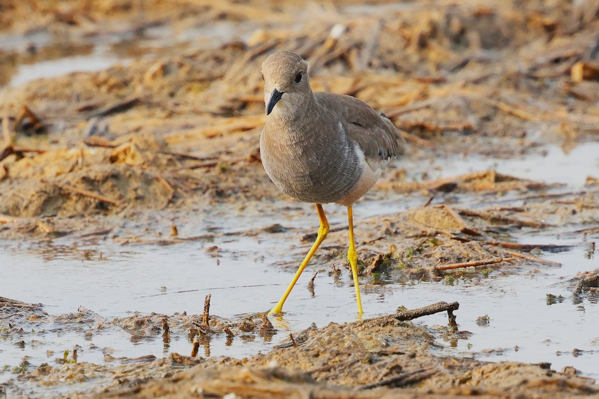 White-tailed Lapwing - ML638020871