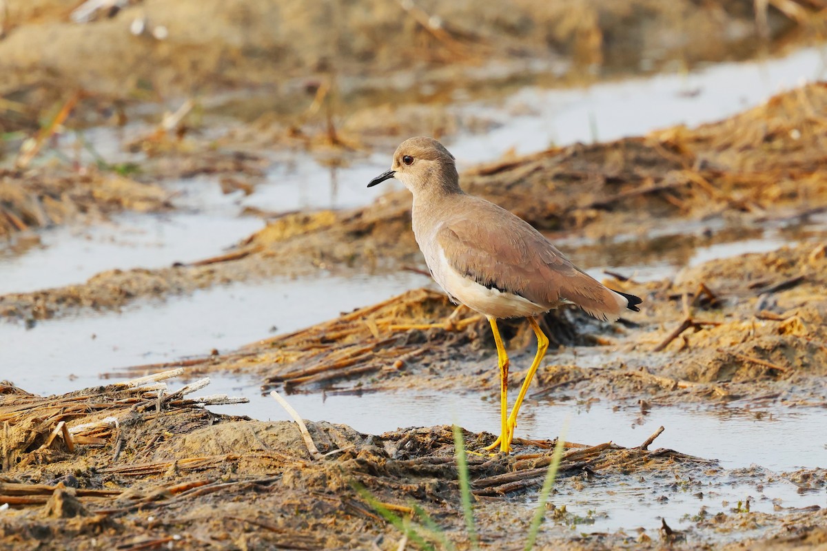 White-tailed Lapwing - ML638020872
