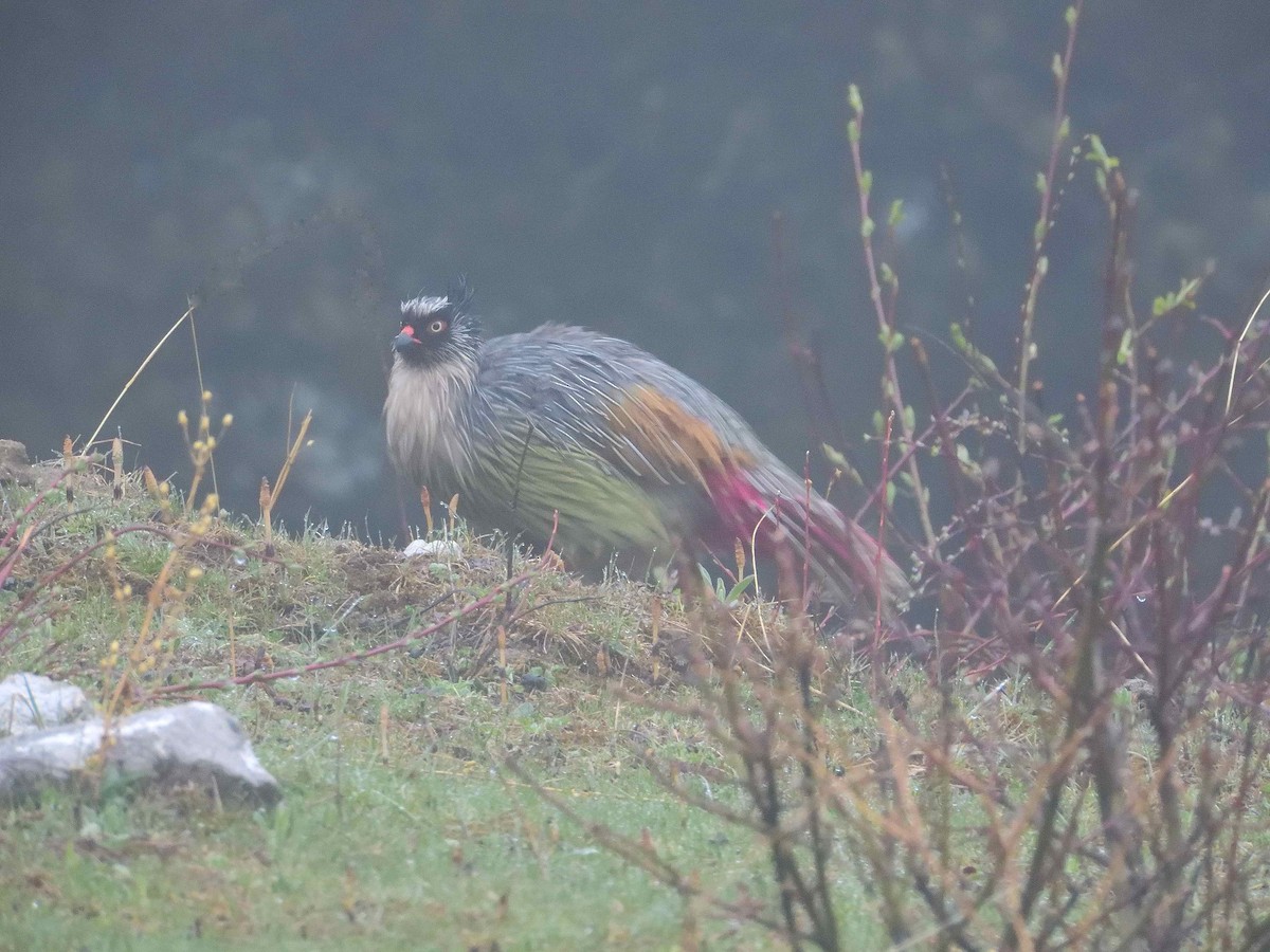 Blood Pheasant - ML638020889