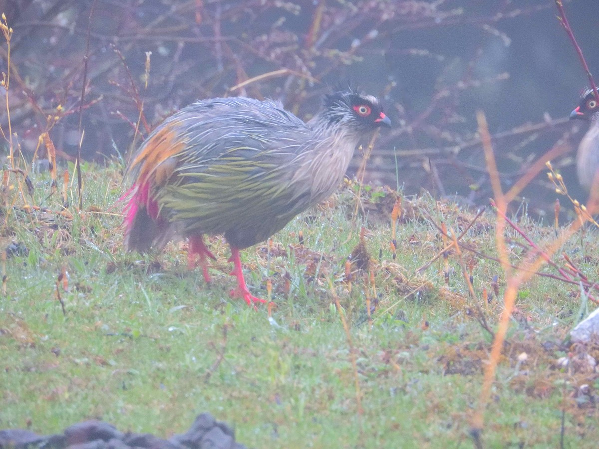 Blood Pheasant - ML638020890