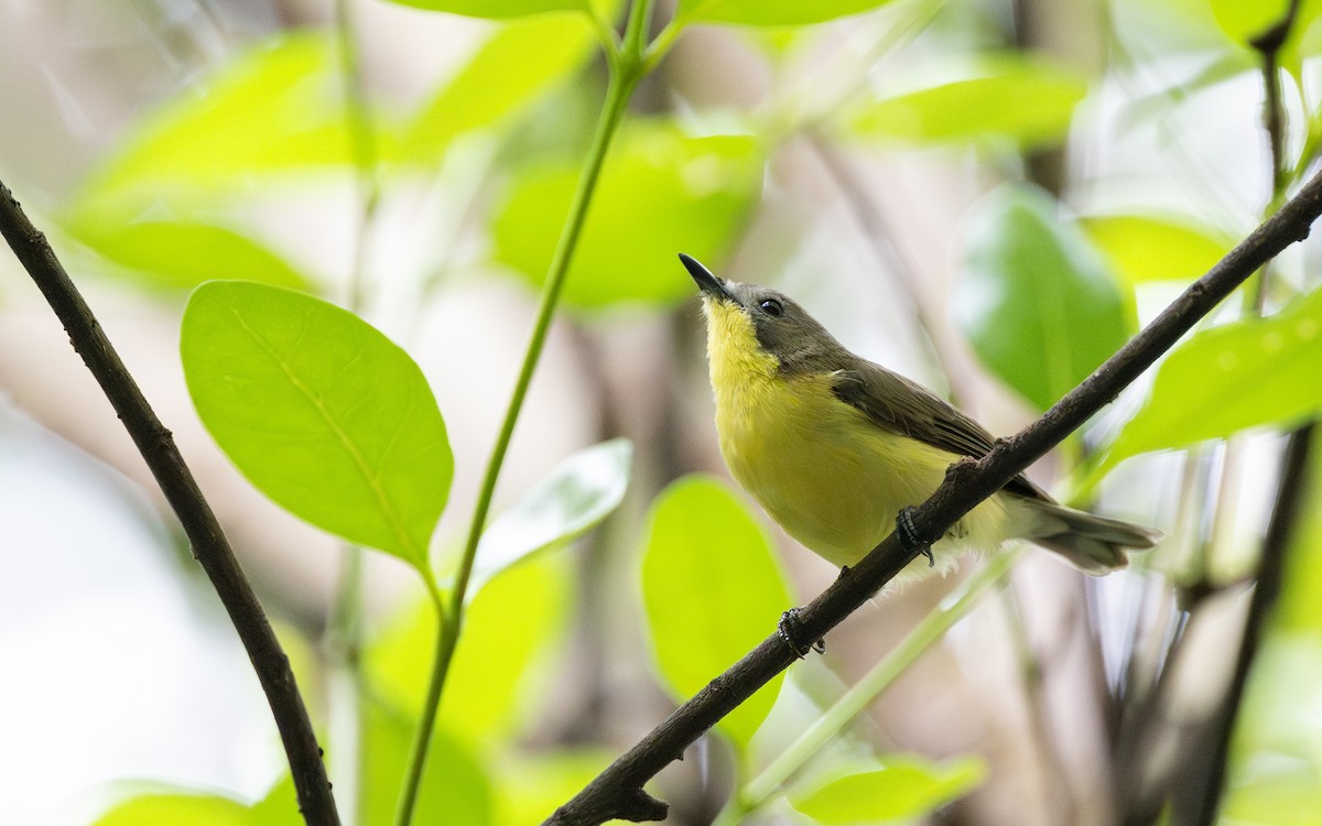 Golden-bellied Gerygone - ML638020922