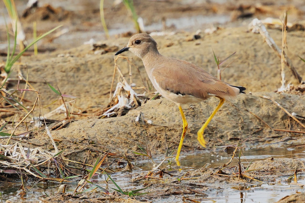 White-tailed Lapwing - ML638020923