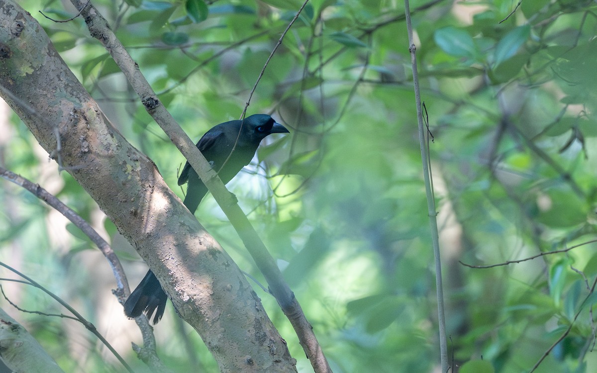 Racket-tailed Treepie - ML638020930