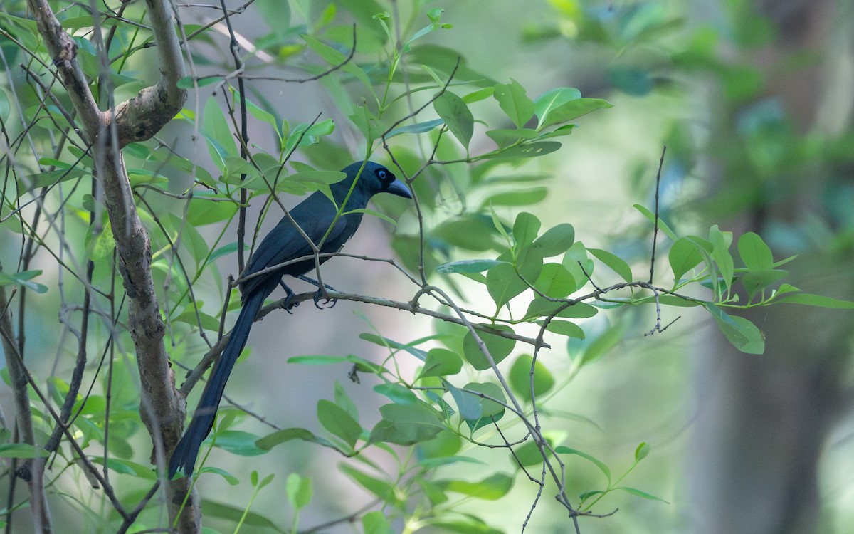 Racket-tailed Treepie - ML638020931