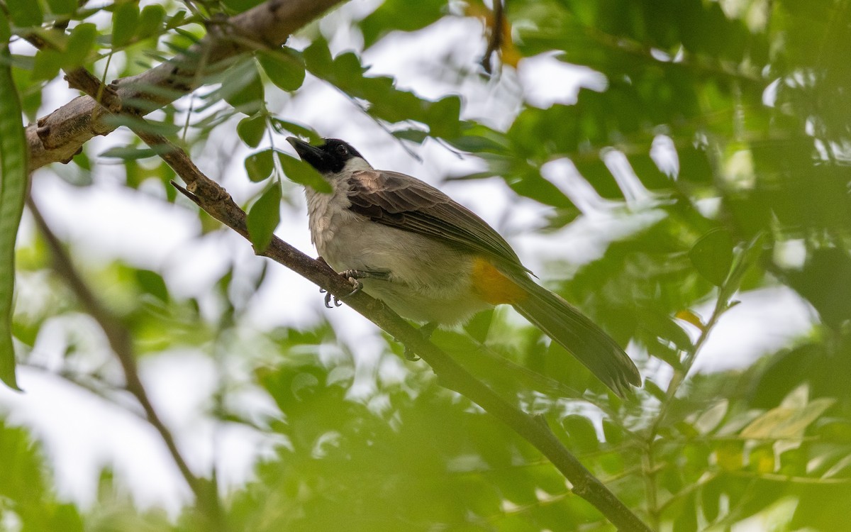 Sooty-headed Bulbul - ML638020935