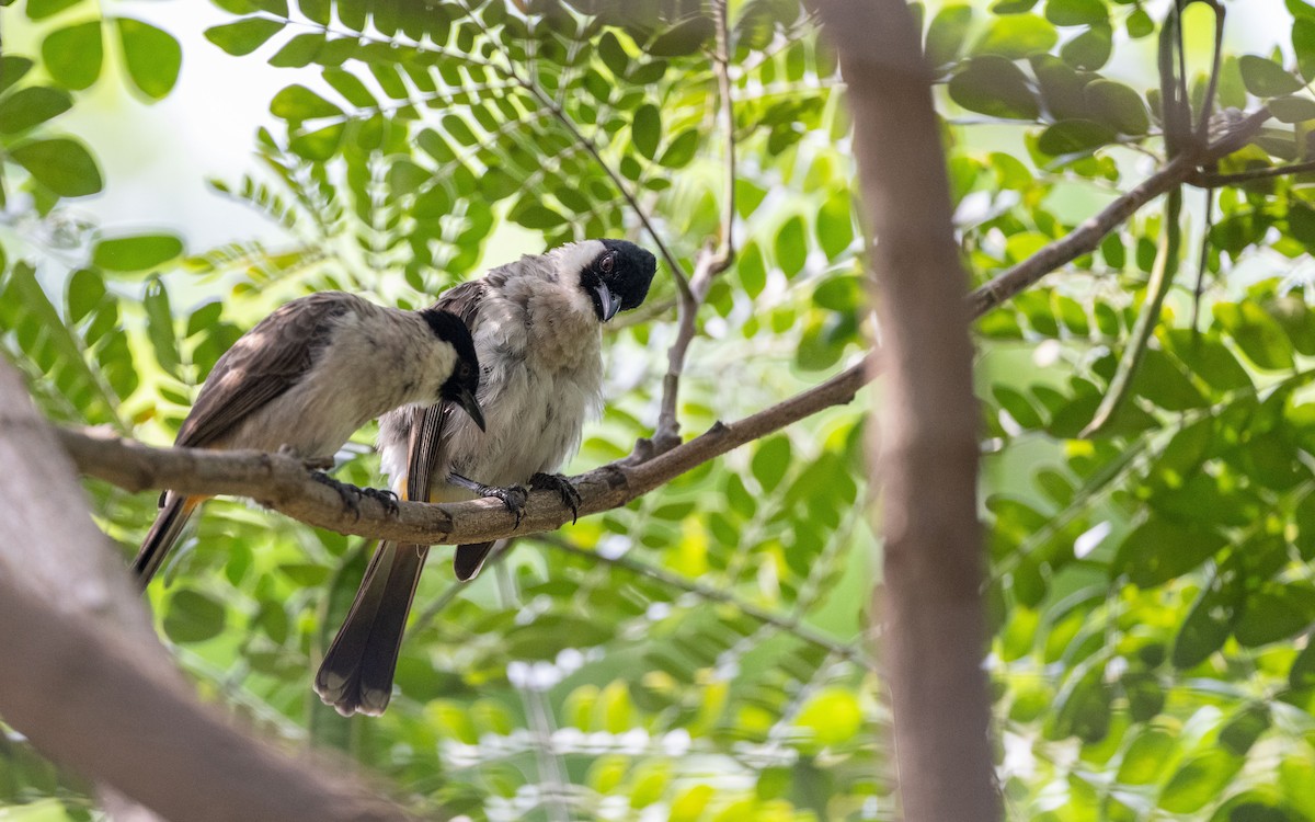 Sooty-headed Bulbul - ML638020936