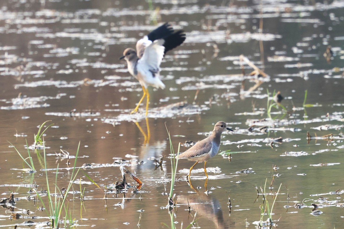 White-tailed Lapwing - ML638020937