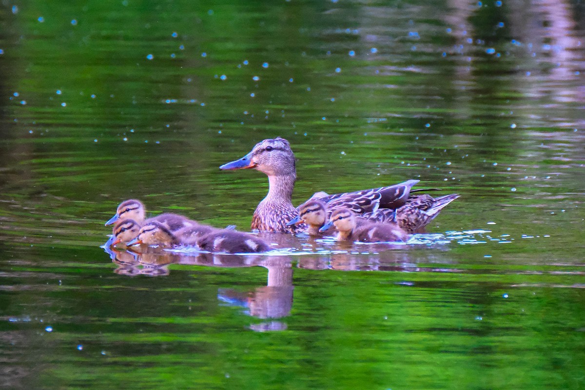 Mallard - ML638020974