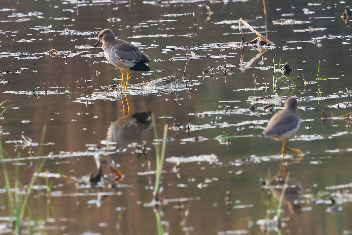 White-tailed Lapwing - ML638020980