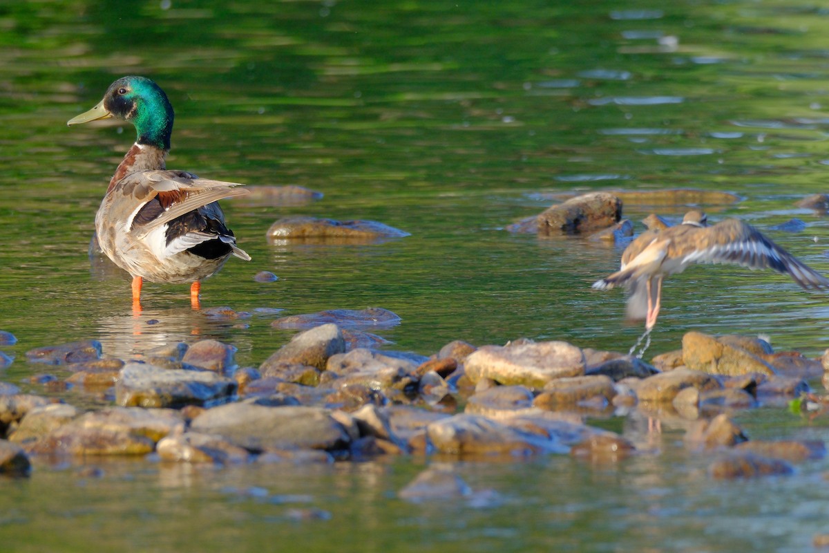 Mallard - ML638021002