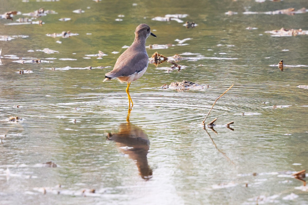 White-tailed Lapwing - ML638021010