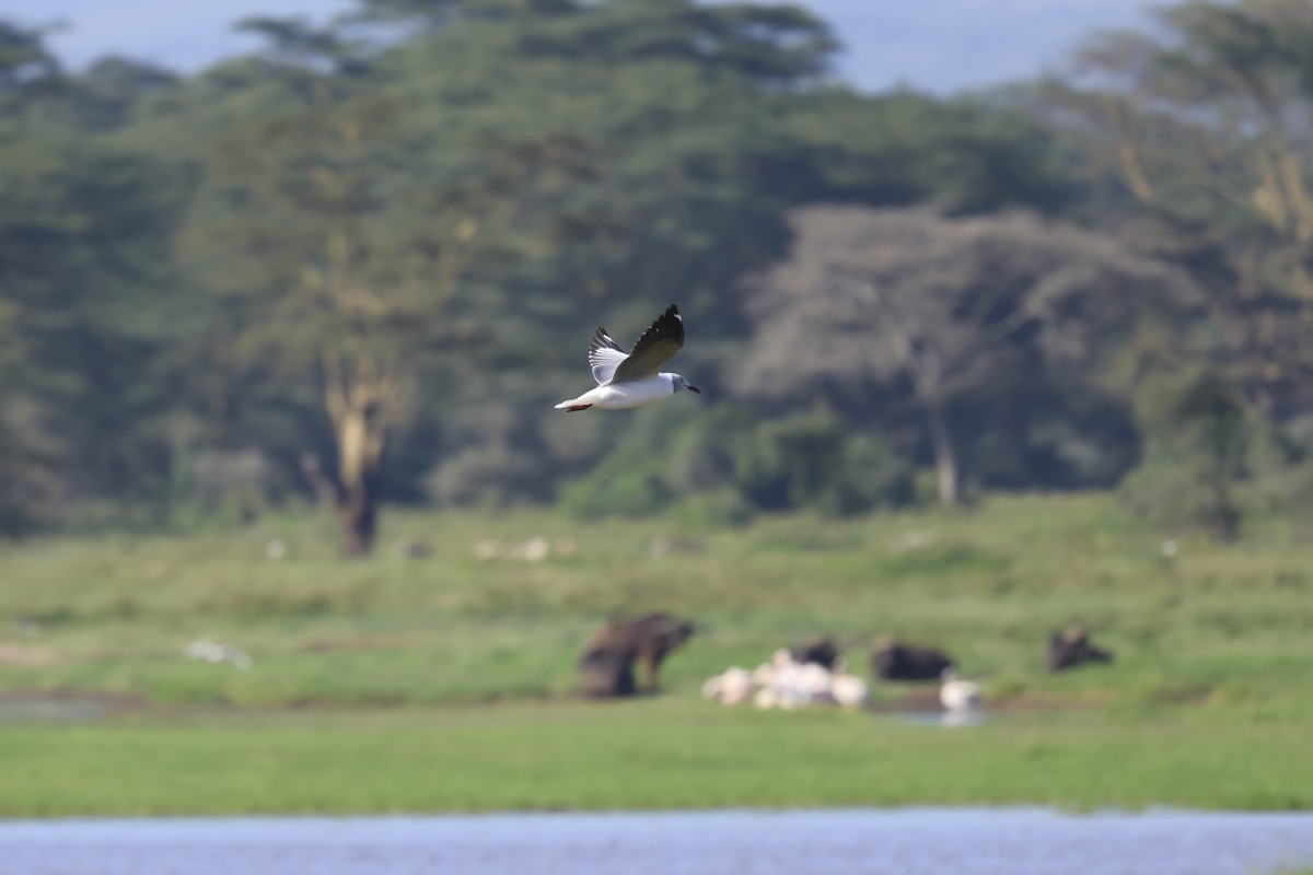 Gray-hooded Gull - ML638021053