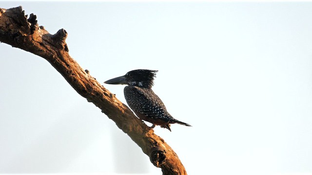 Giant Kingfisher - ML638021062