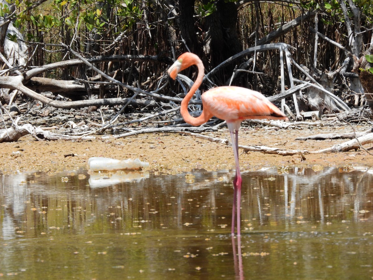 American Flamingo - ML638021066