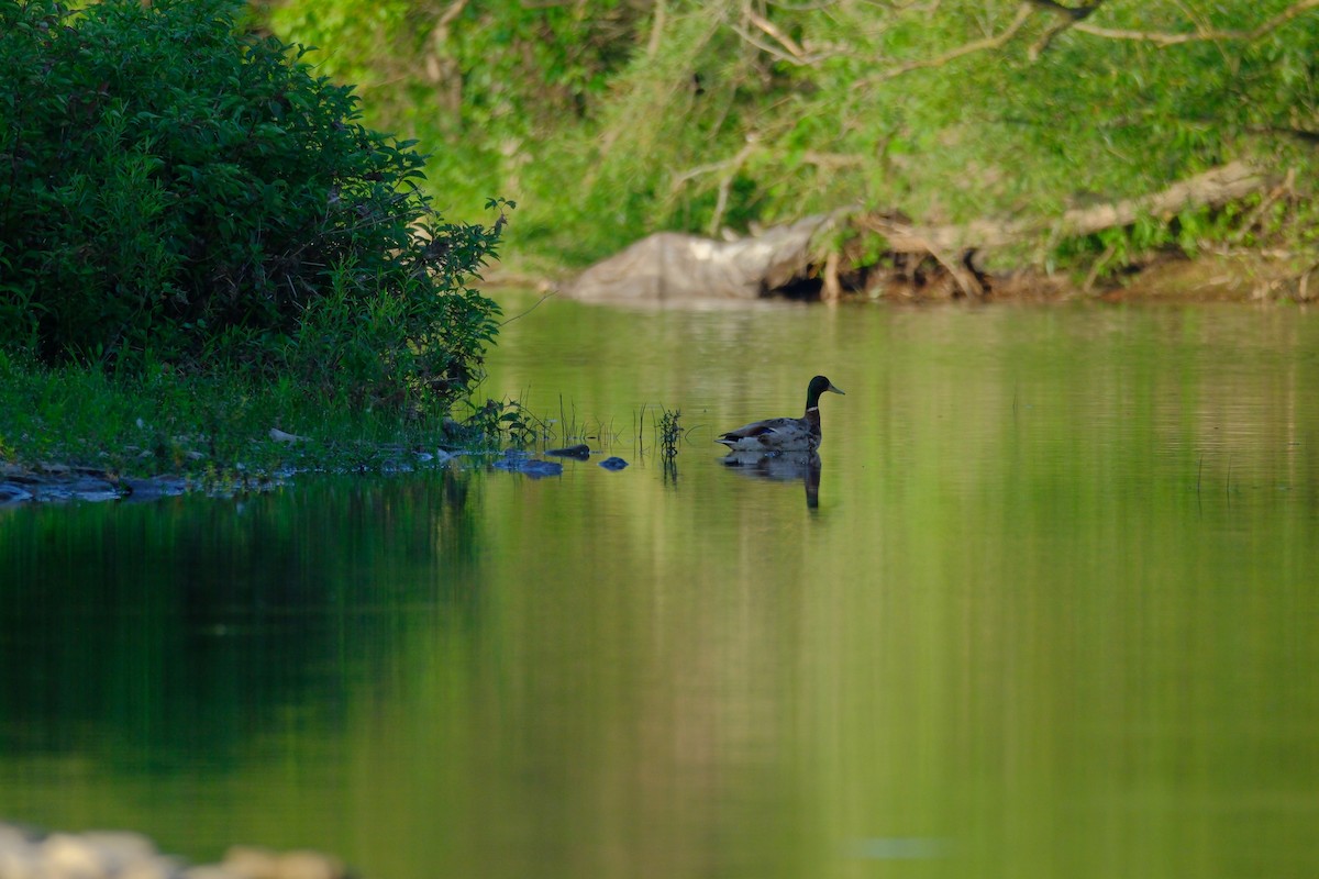 Mallard - ML638021079