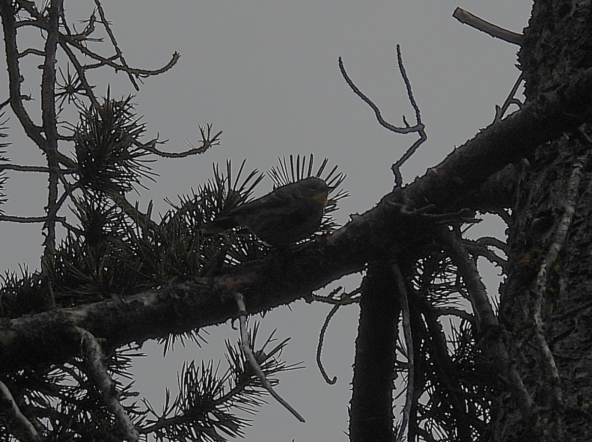 Пісняр-лісовик жовтогузий (підвид auduboni) - ML638021090