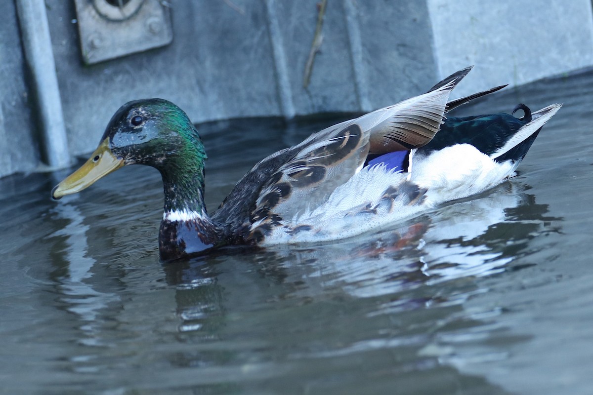Mallard - ML638021091