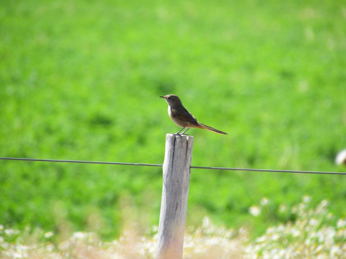 Sharp-billed Canastero - ML638021115