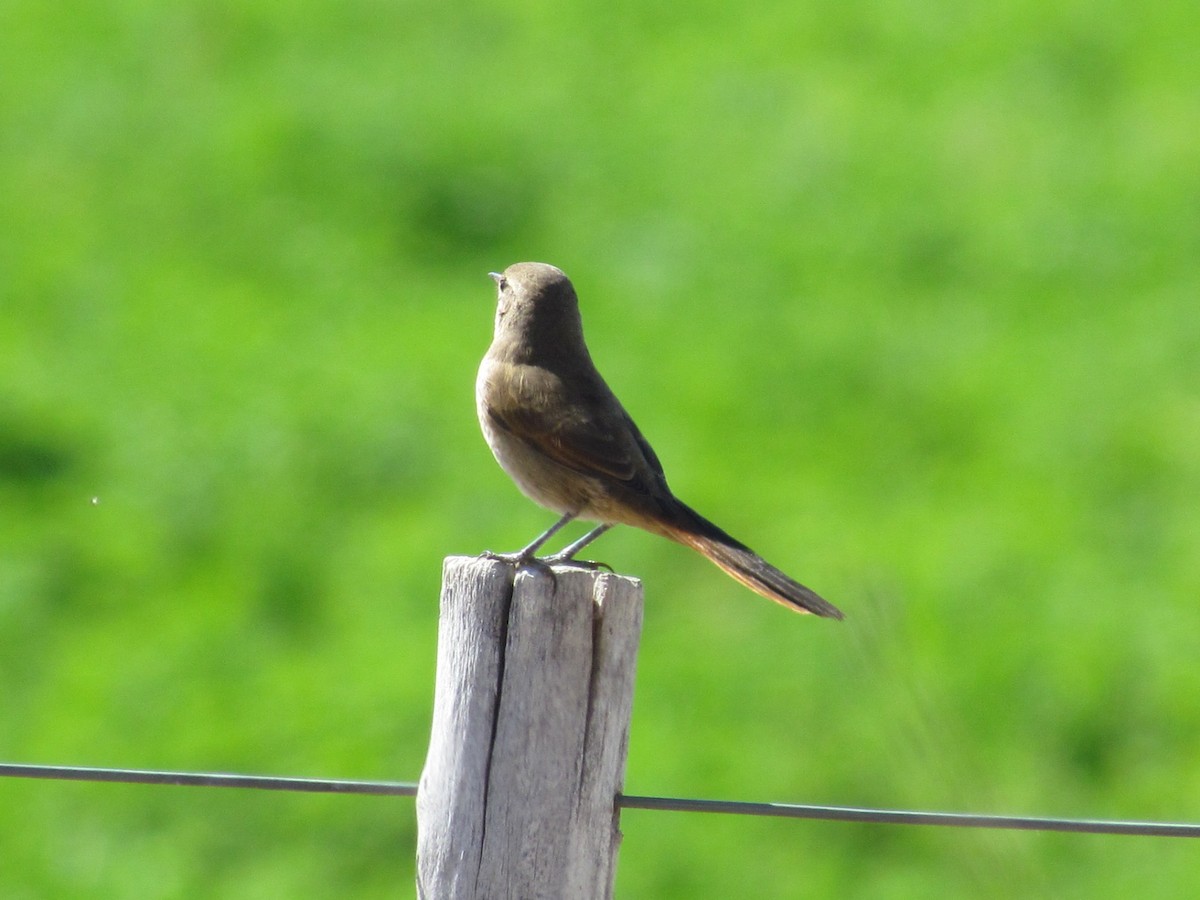 Sharp-billed Canastero - ML638021131