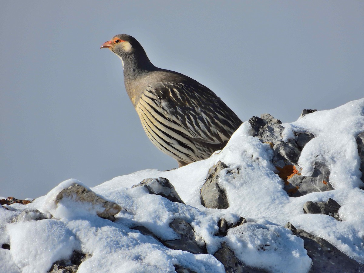 Tibetan Snowcock - ML638021136