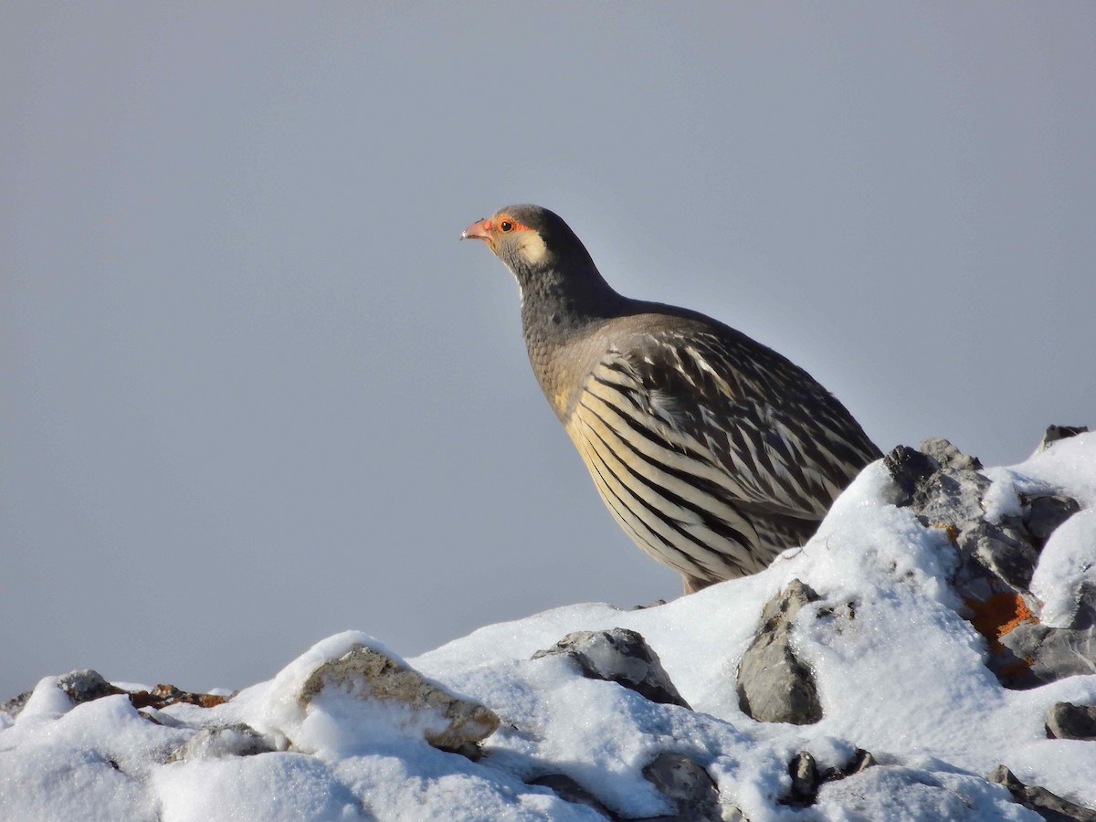 Tibetan Snowcock - ML638021138
