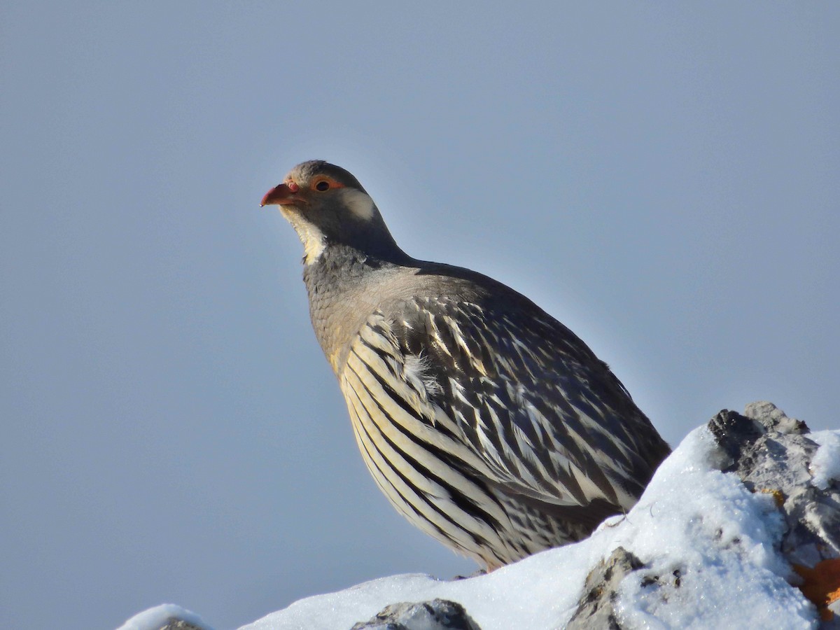 Tibetan Snowcock - ML638021141