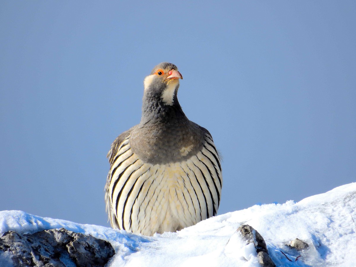 Tibetan Snowcock - ML638021147