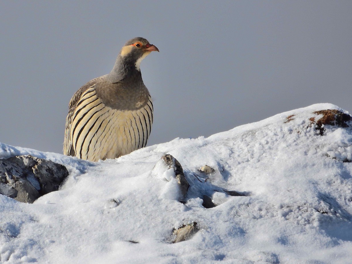 Tibetan Snowcock - ML638021155