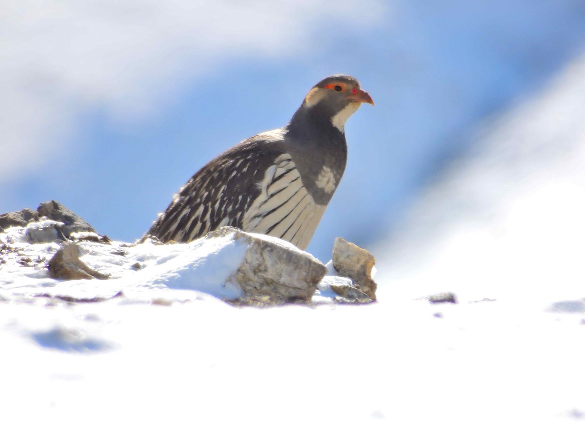 Tibetan Snowcock - ML638021156