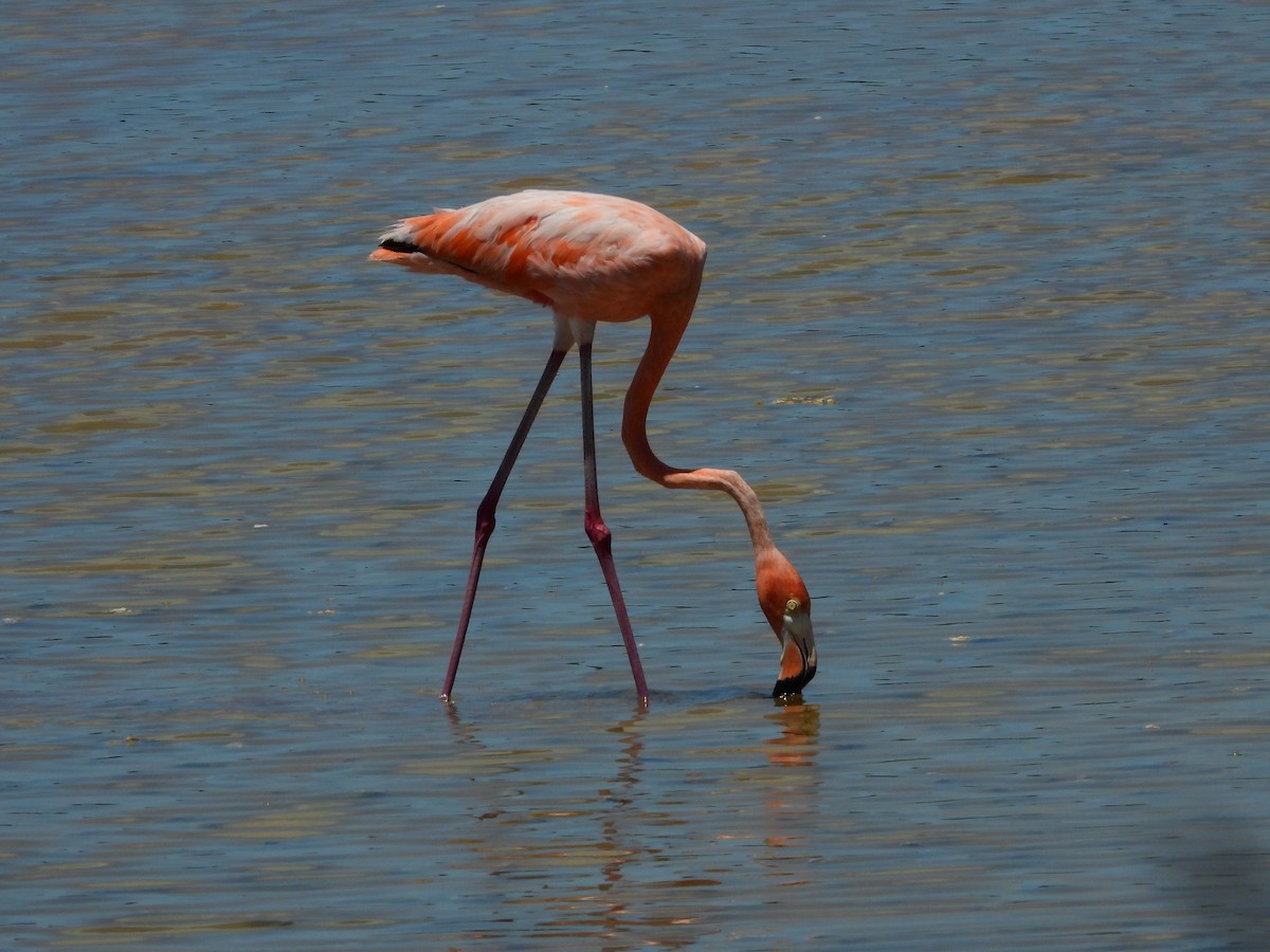 American Flamingo - ML638021159