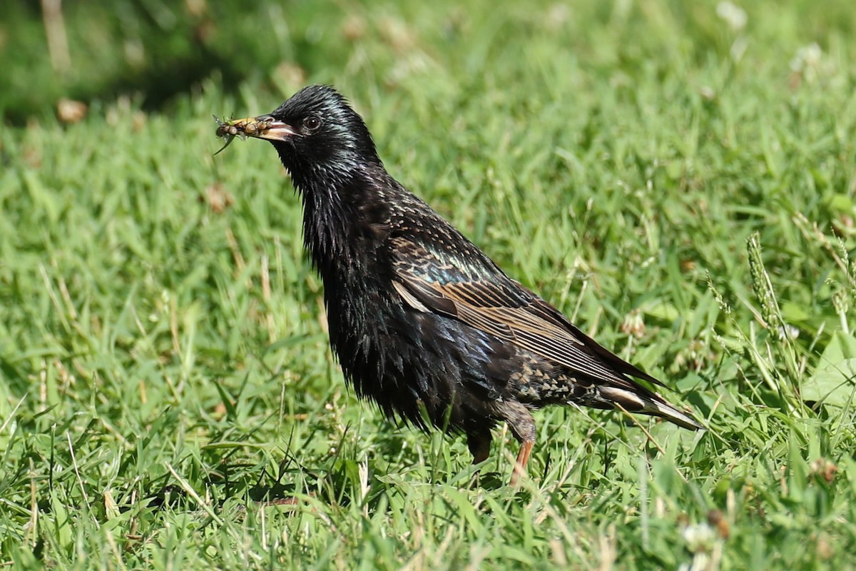 European Starling - ML638021160