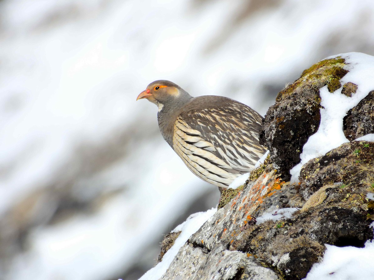 Tibetan Snowcock - ML638021161