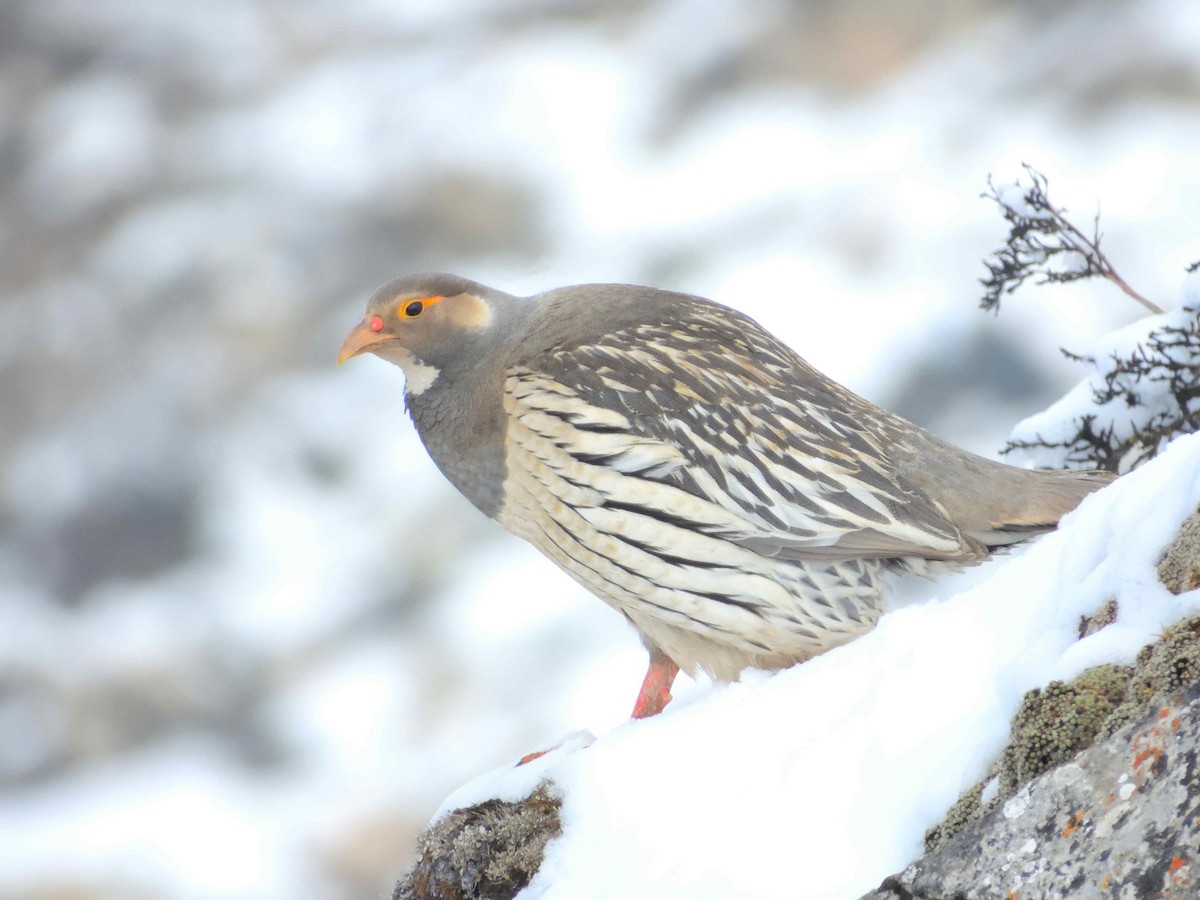 Tibetan Snowcock - ML638021167