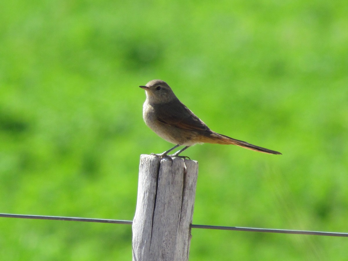Sharp-billed Canastero - ML638021169