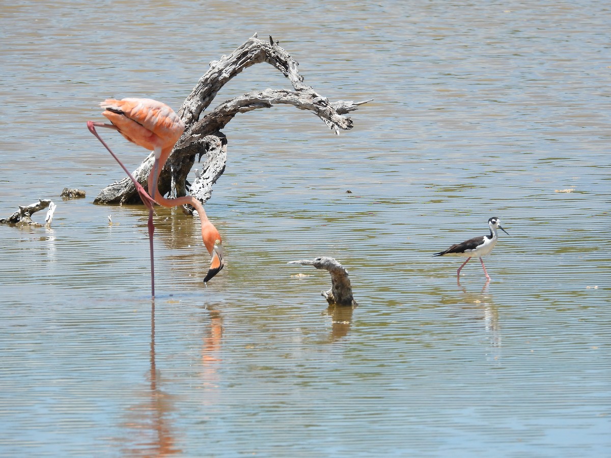 American Flamingo - ML638021214