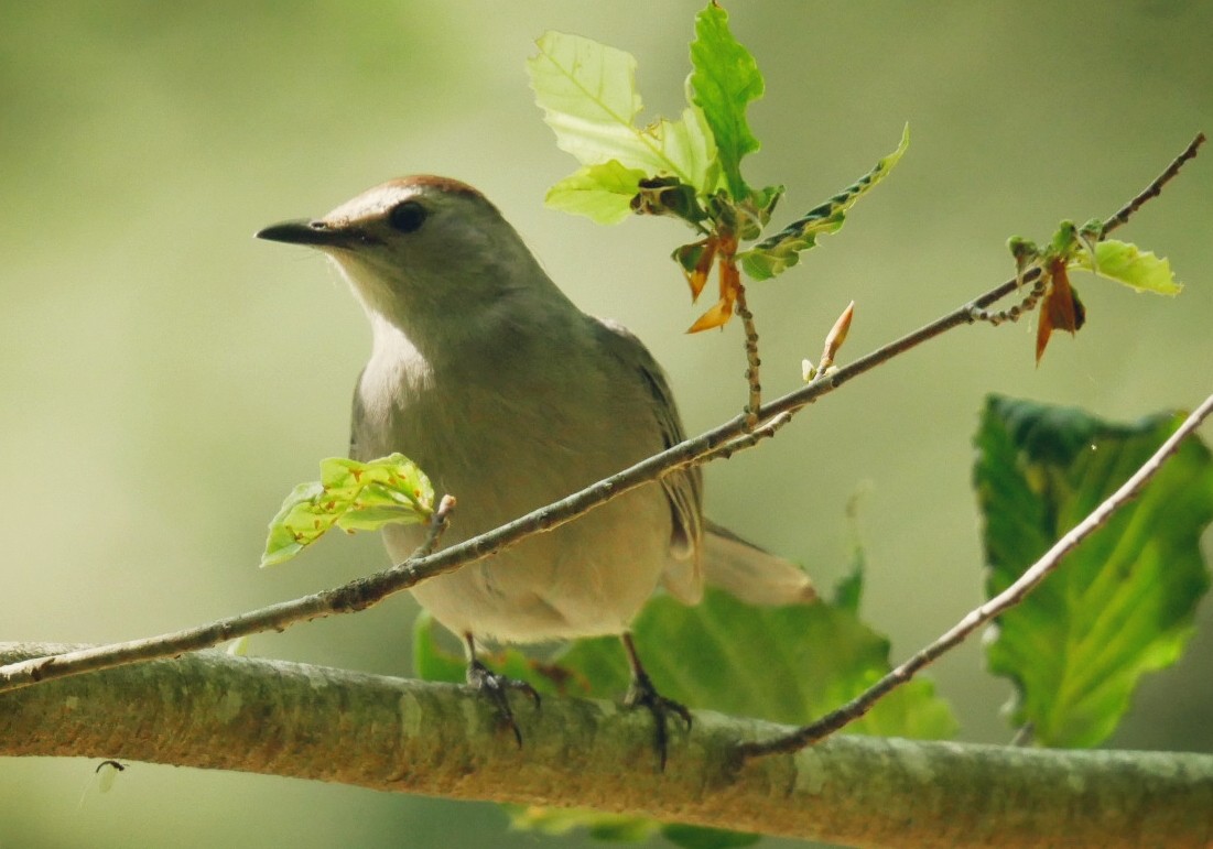 Gray Catbird - ML638021226