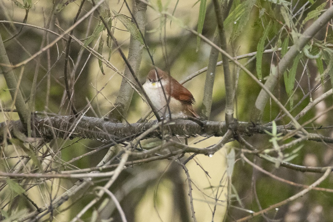 Yellow-chinned Spinetail - ML638021227