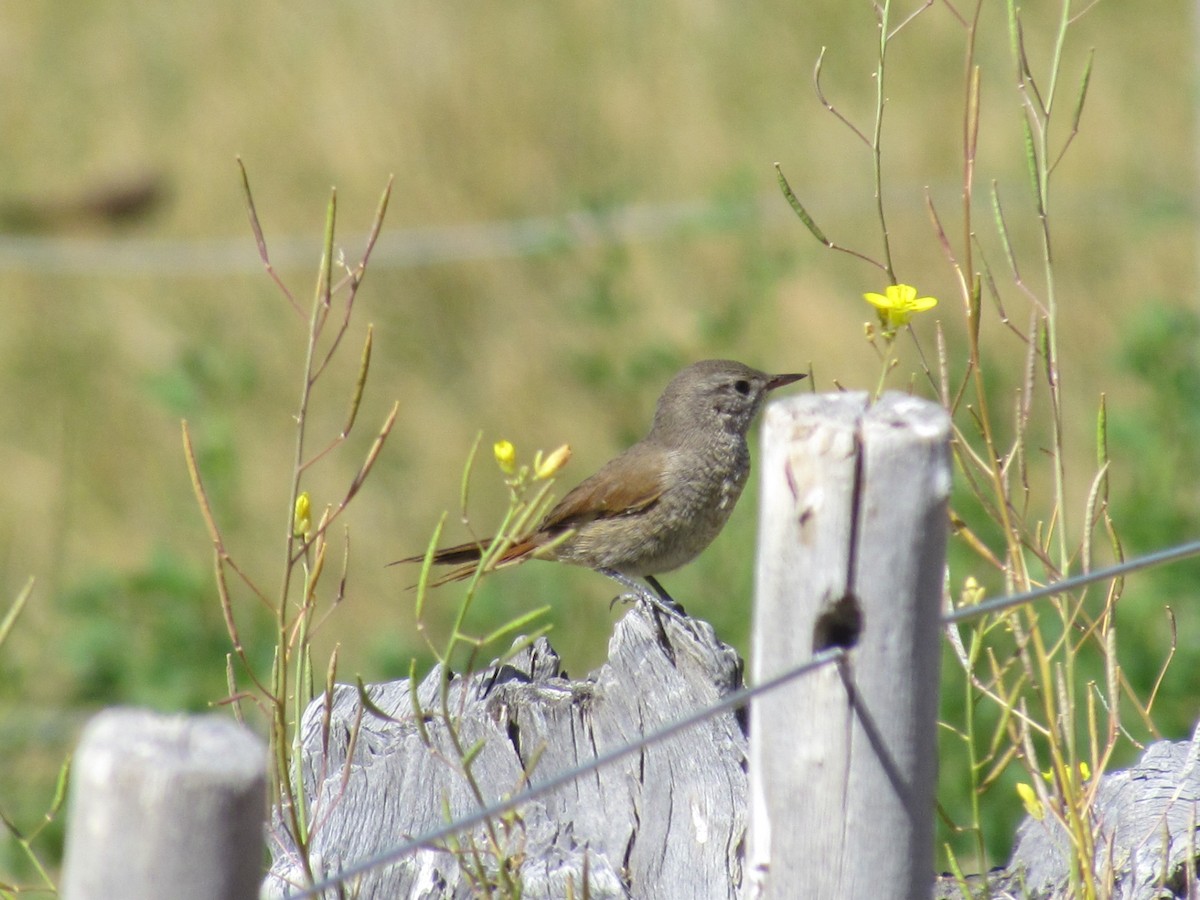 Sharp-billed Canastero - ML638021230